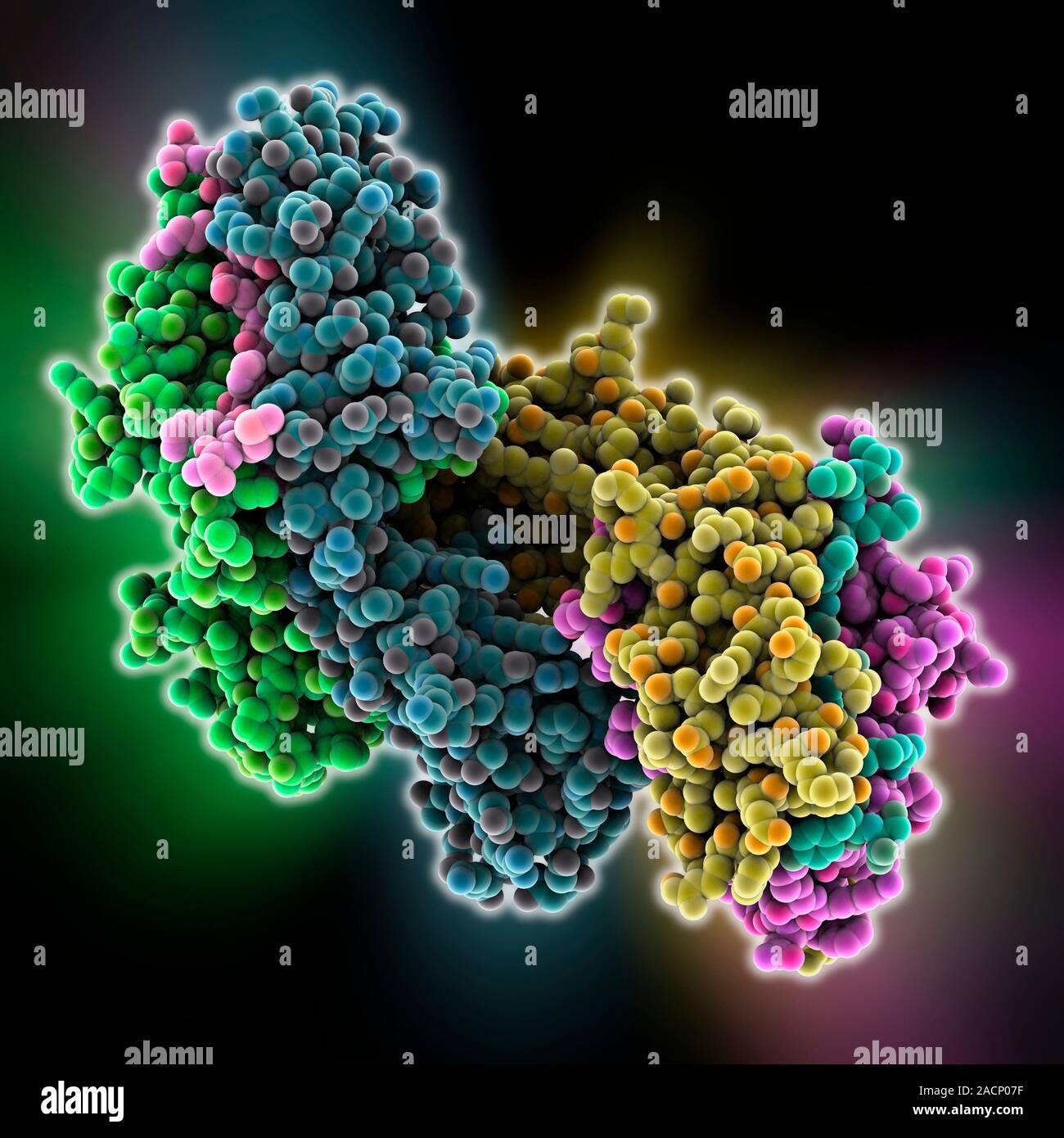 MHC proteinantigen complex. Computer model showing a