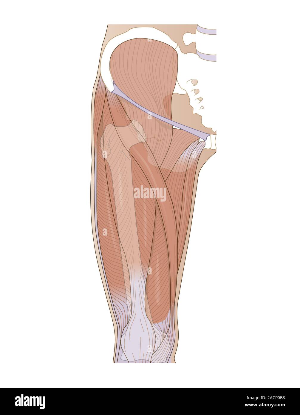  Thigh muscles, computer artwork. Rear view of a human upper leg and ...