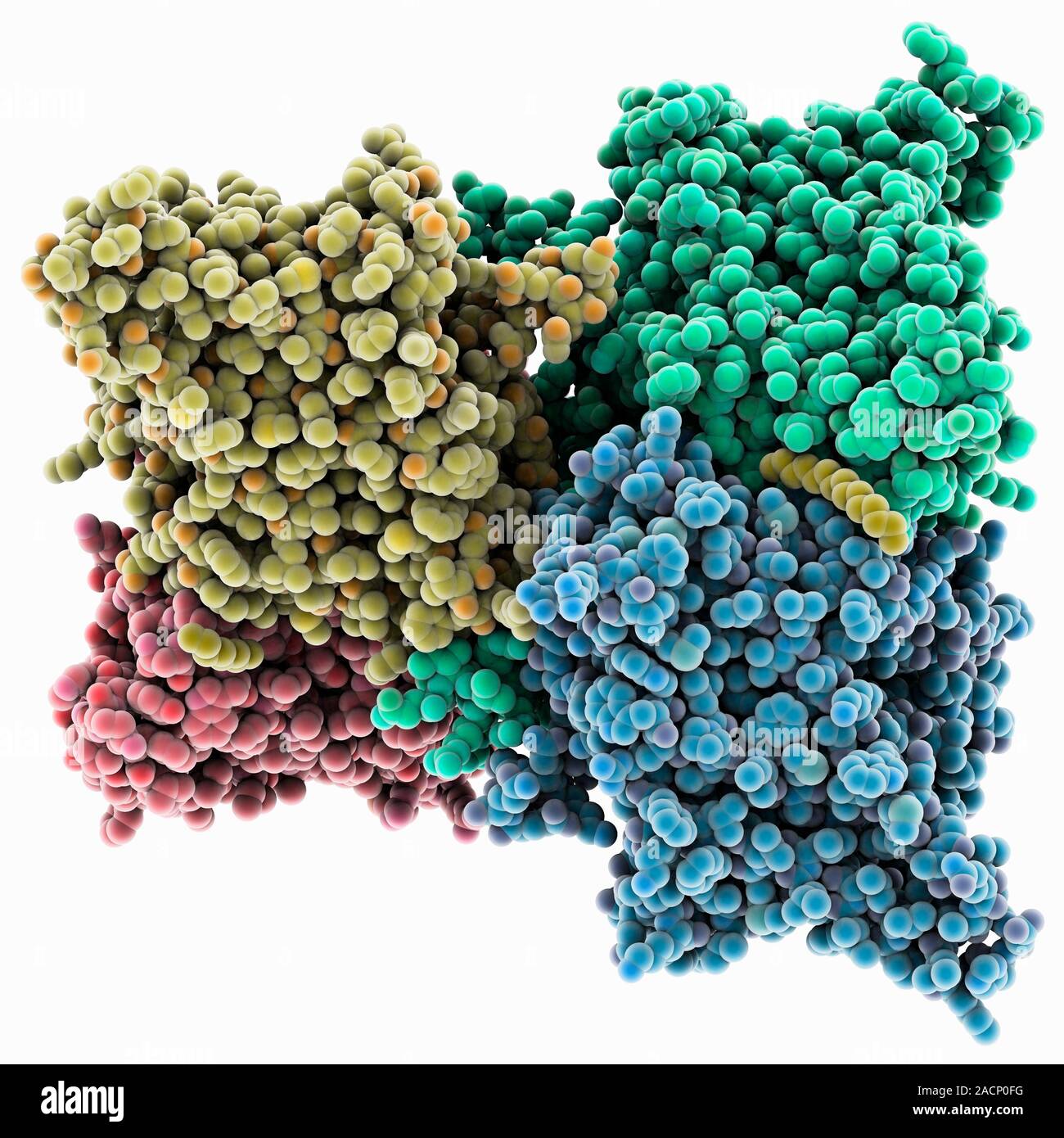 Chloride ion channel, molecular model. This is a ClC ion channel. Its
