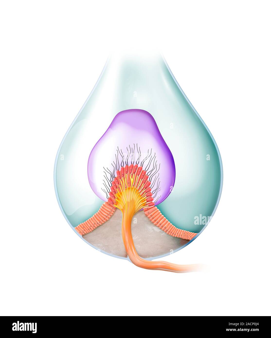 Ampullary cupula. Computer artwork of the ampullary cupula in the human