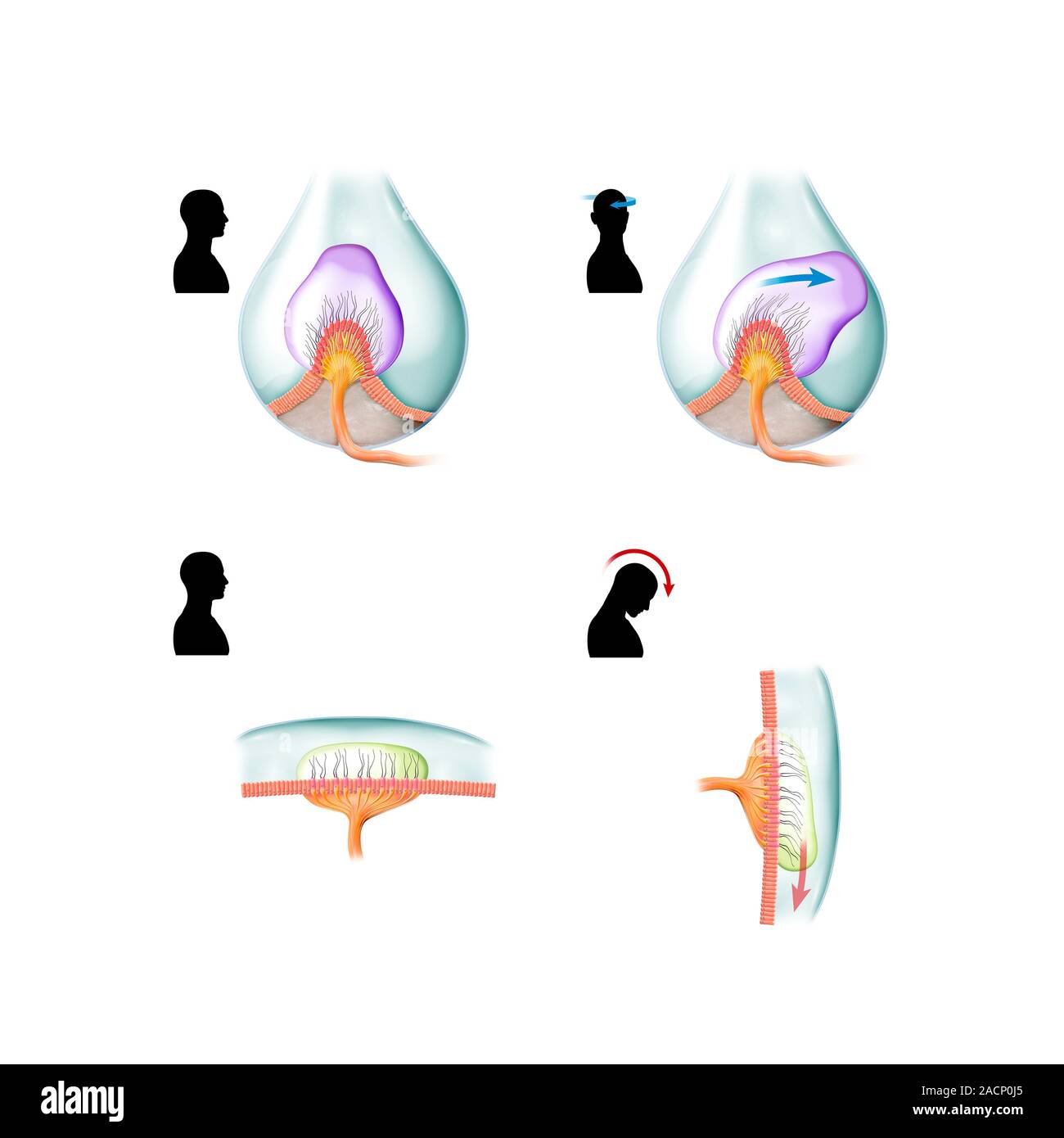 Ampullary cupula. Computer artwork showing how the ampullary cupula in ...