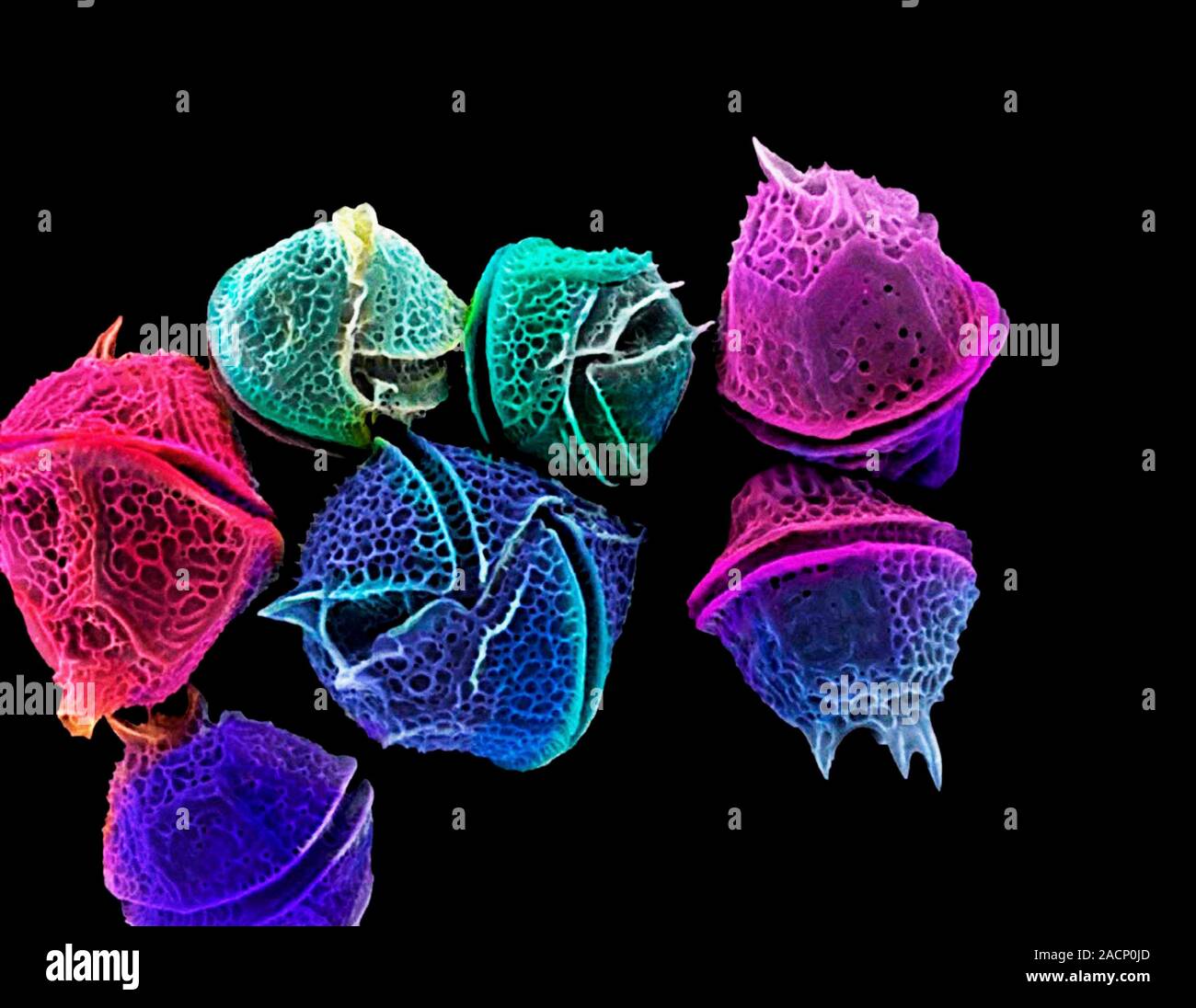 Diatoms, coloured scanning electron micrograph (SEM). Diatoms are a ...