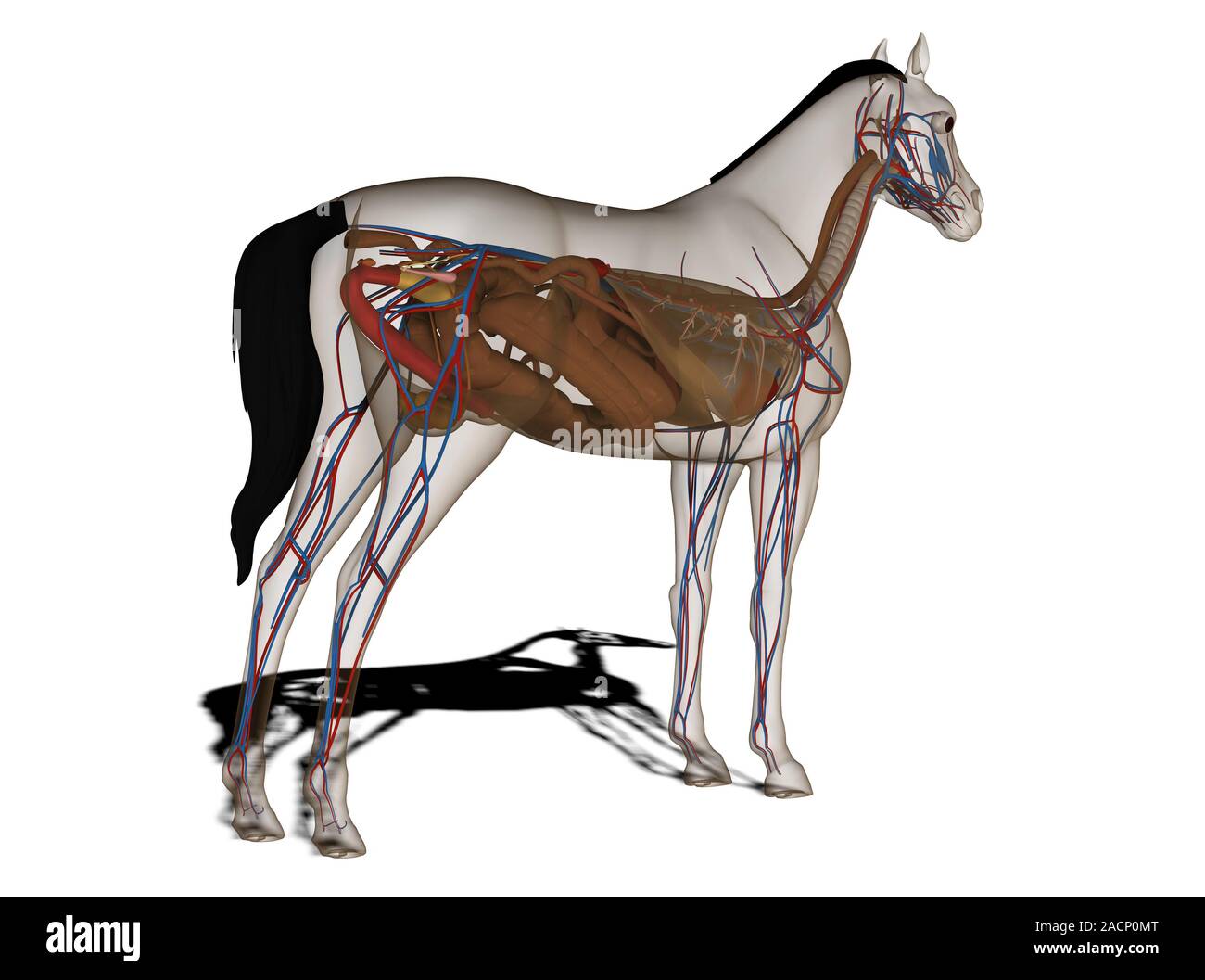Horse anatomy. Computer artwork showing the digestive system, and major