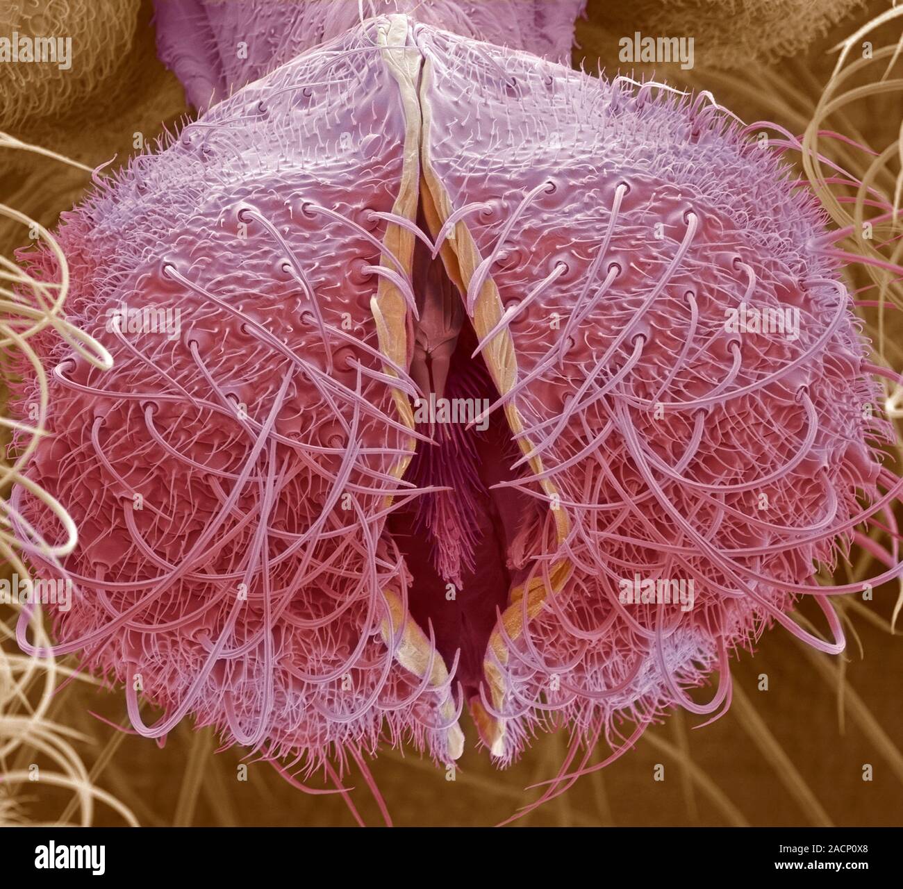 Midge mouthparts. Coloured scanning electron micrograph (SEM) of part