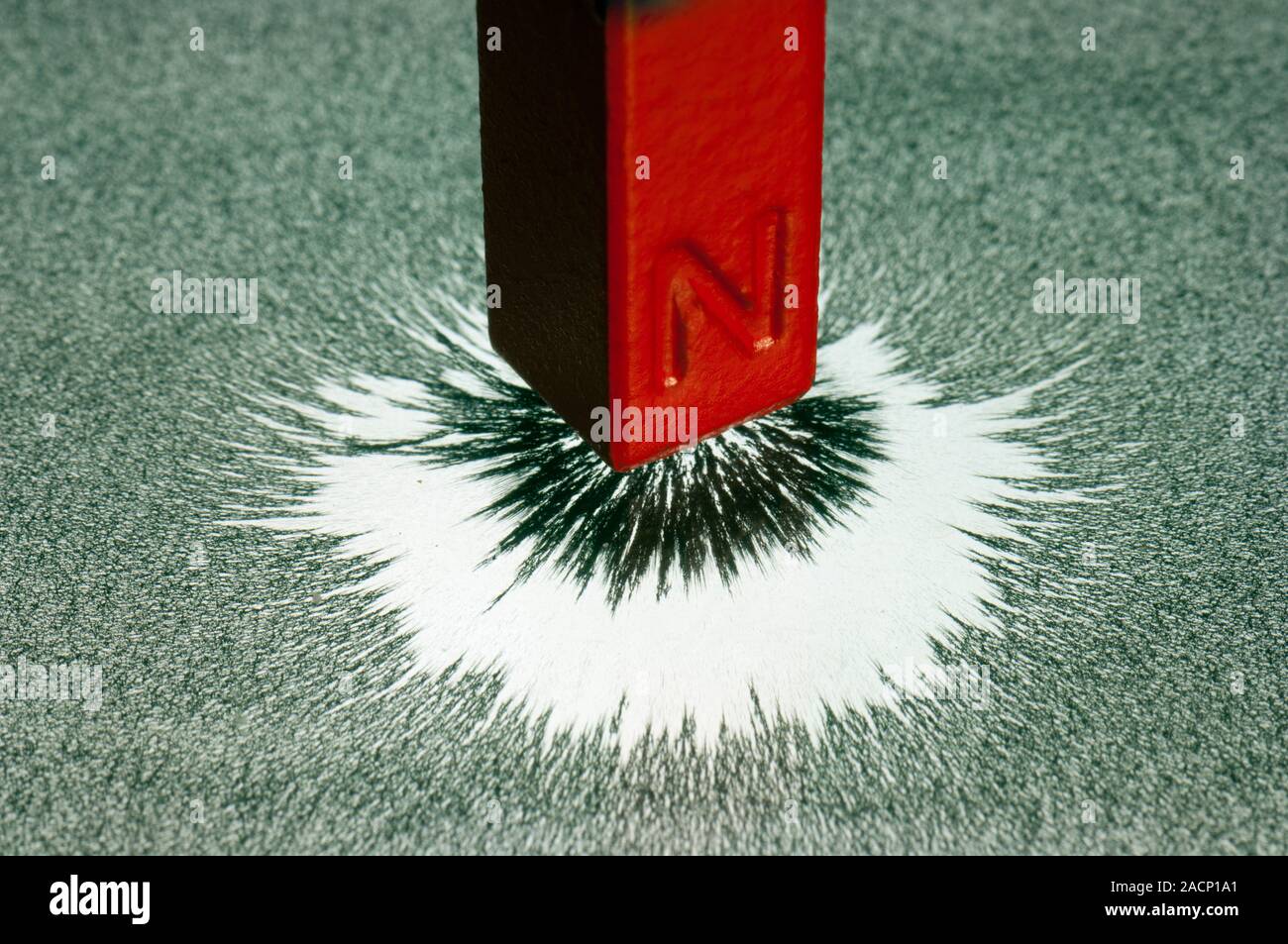 Magnet and magnetic field pattern. Clumping of iron filings in the ...