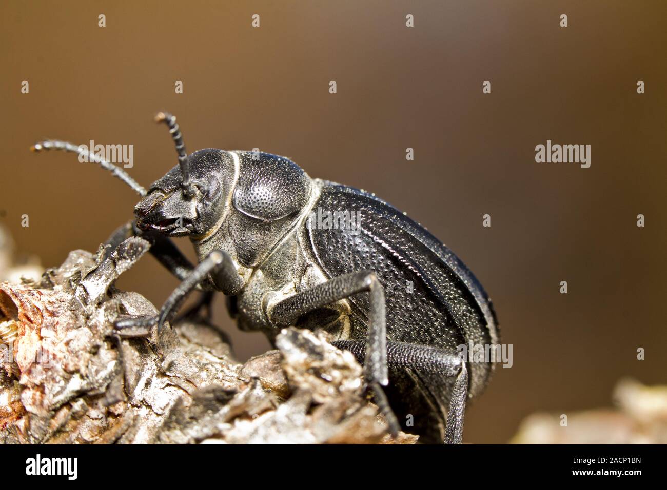 Black Beetle (Pimelia costata) Stock Photo