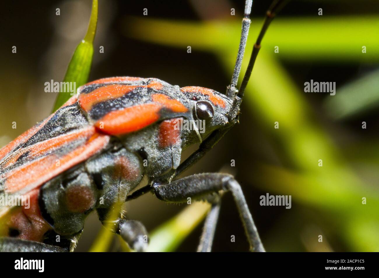 Pi Chong Insect The chinch bug hi-res stock photography and images - Alamy