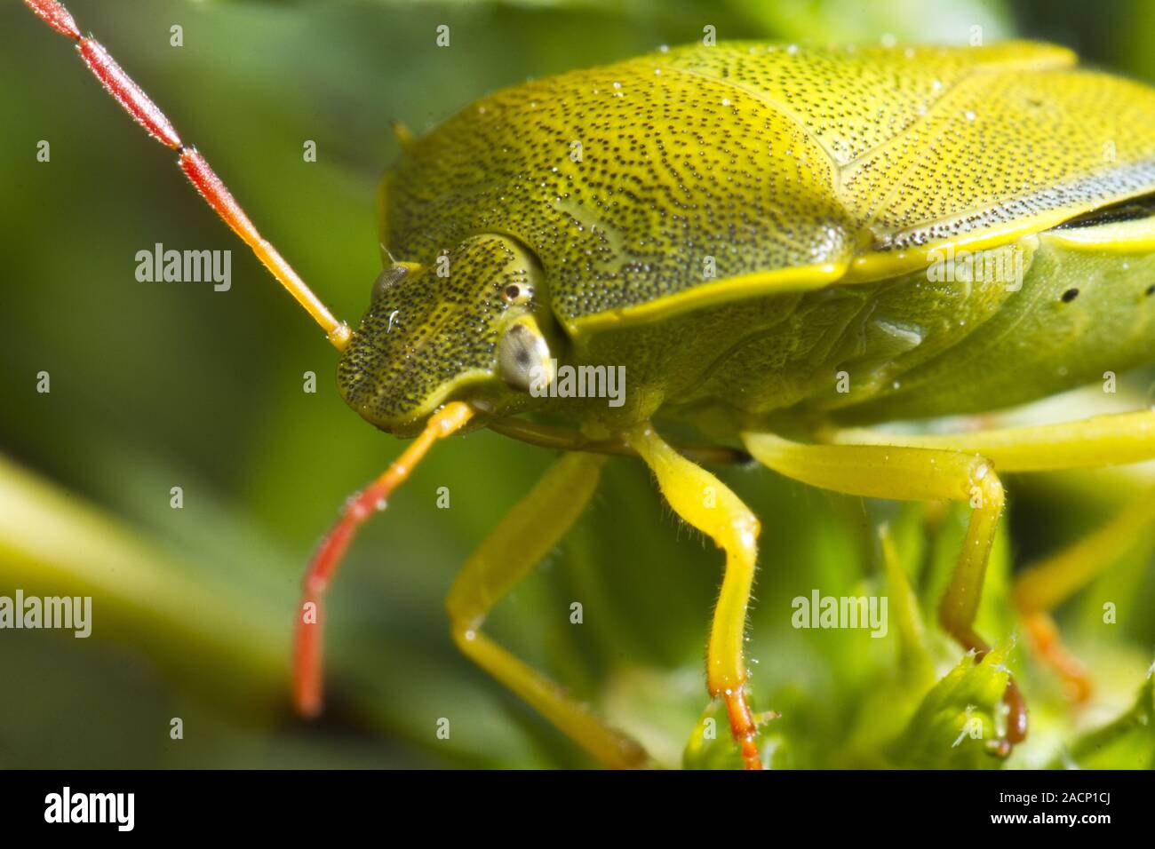 Siked Bug Side View Of Stink Bug High Resolution Stock Photography and Images - Alamy