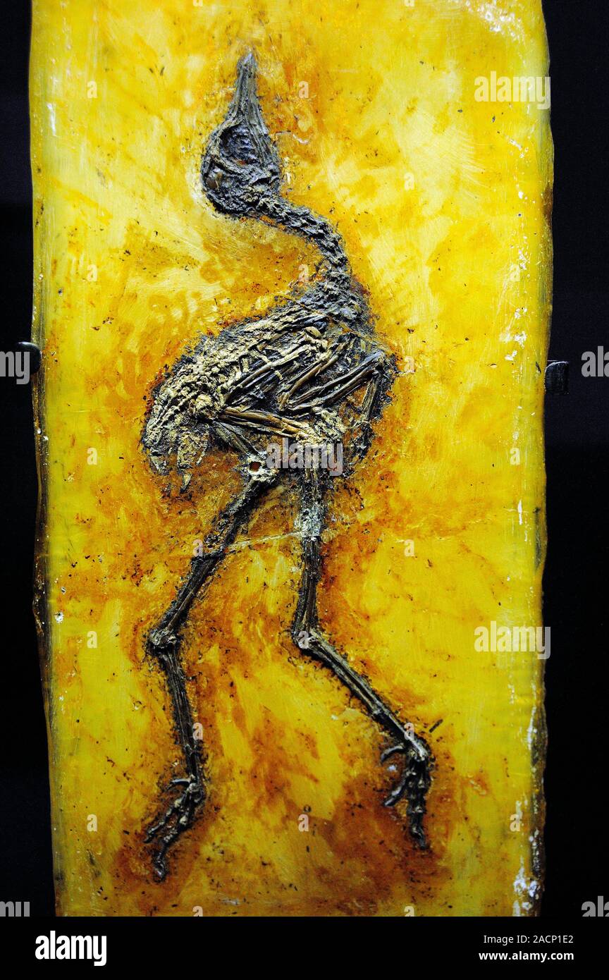 Prehistoric Bird Fossil Fossilised Skeleton Of A Messelornis Sp Prehistoric Bird Fossil Fossilised Skeleton Of A Messelornis Sp