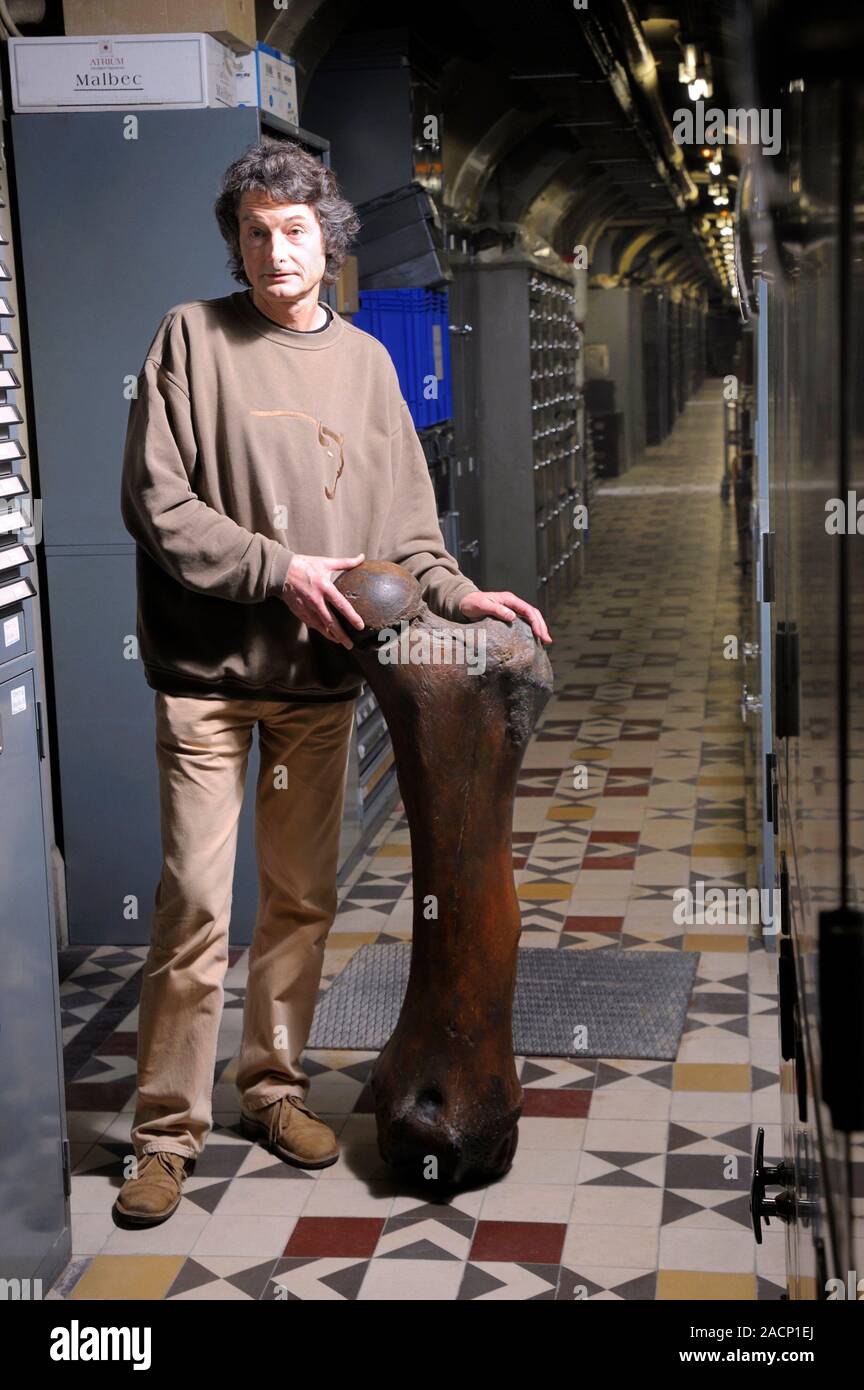 Mammoth femur. Palaeontologist Pascal Tassy, director of the ...
