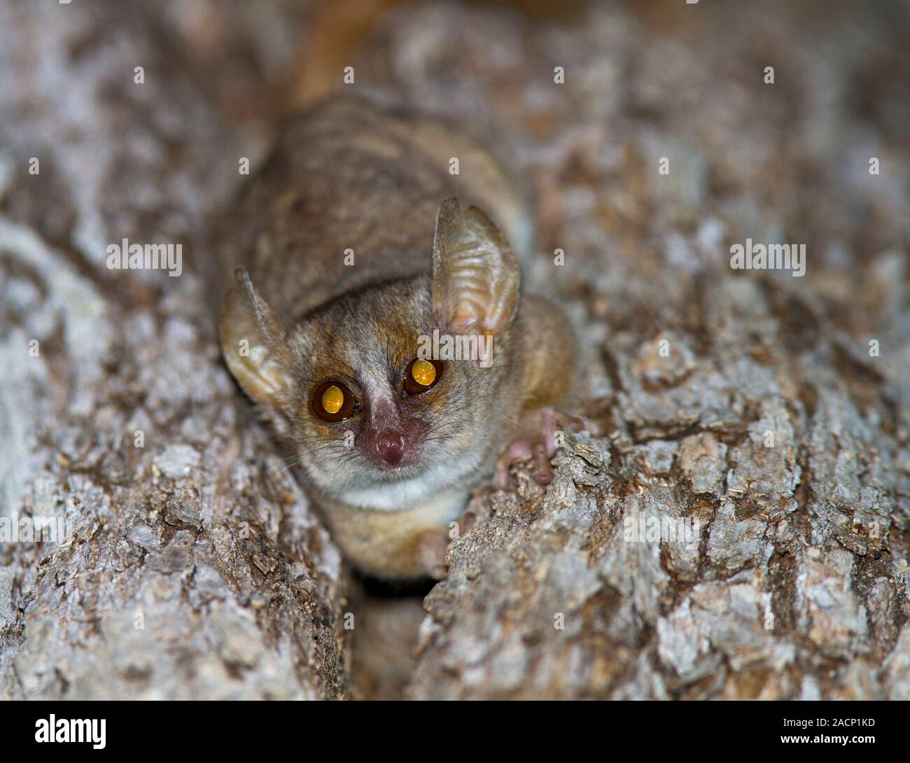 Redtailed sportive lemur (Lepilemur ruficaudatus) in a tree. All