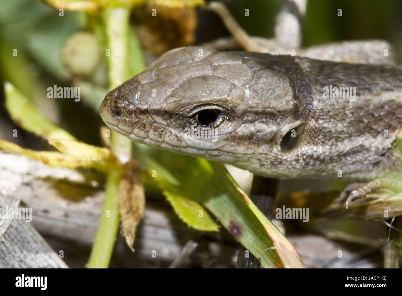 large psammodromus (psammodromus algirus) lizard Stock Photo Alamy