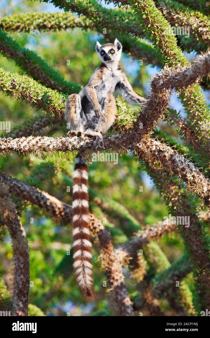 Ring-tailed lemur (Lemur catta) in a spiny forest tree, or Madagascan