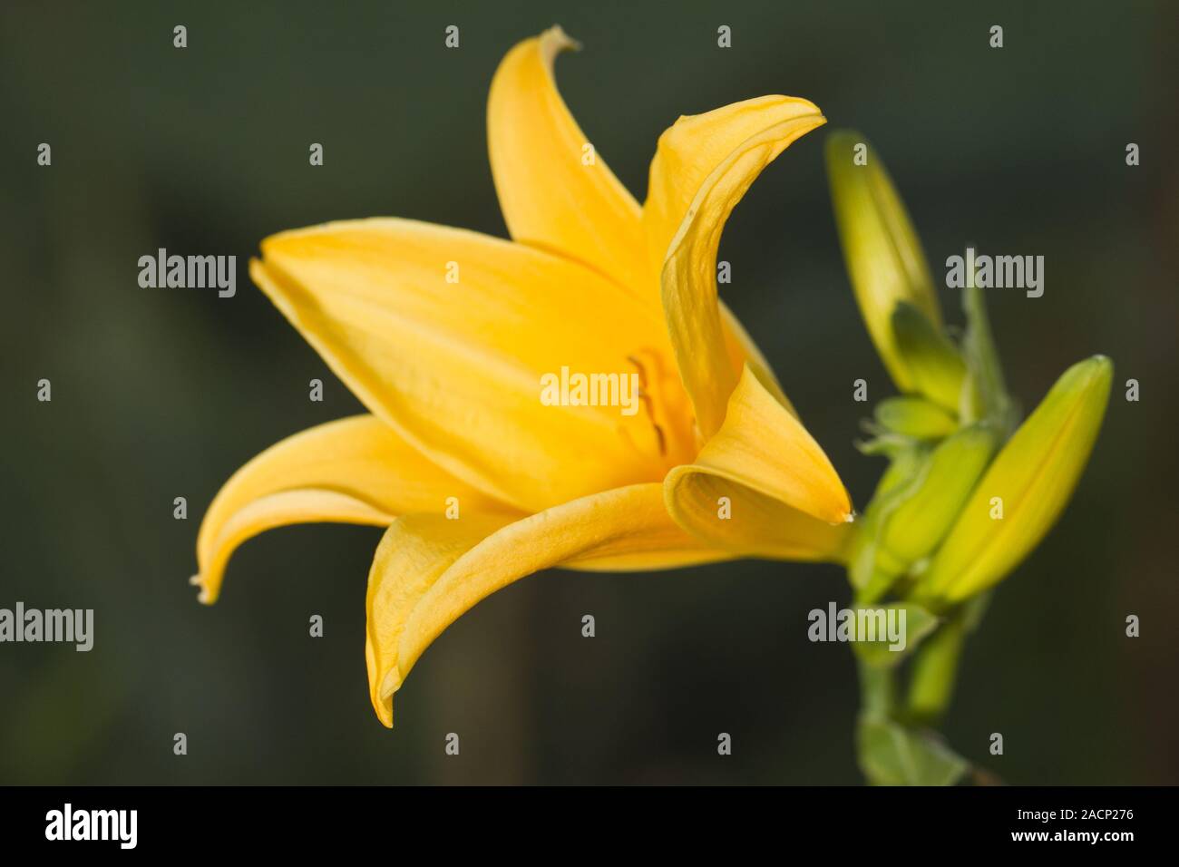 yellow daylily flower Stock Photo