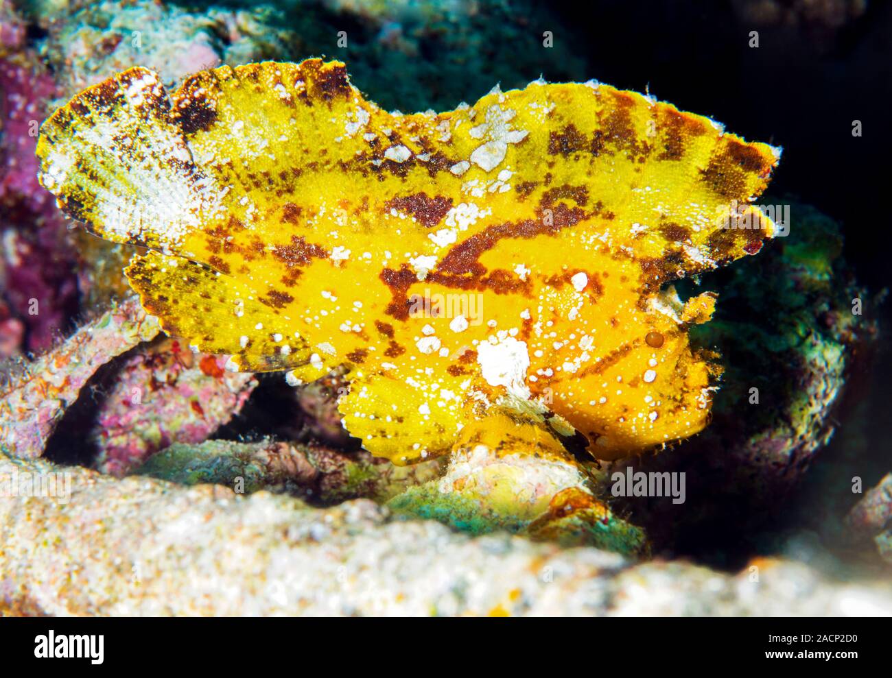 Leaf fish (Taenianotus triacanthus), Borneo Stock Photo Alamy