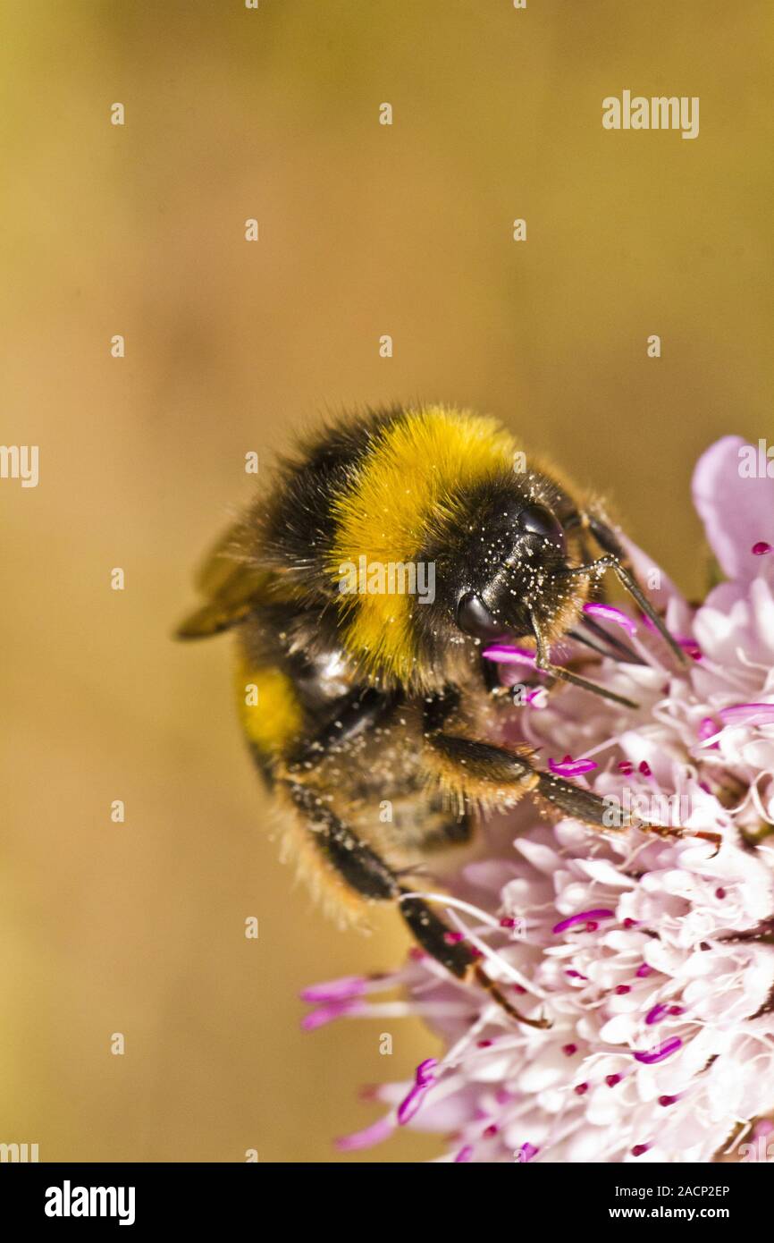 Buff-tailed Bumblebee (Bombus terrestris subsp. lusitanicus) Stock Photo
