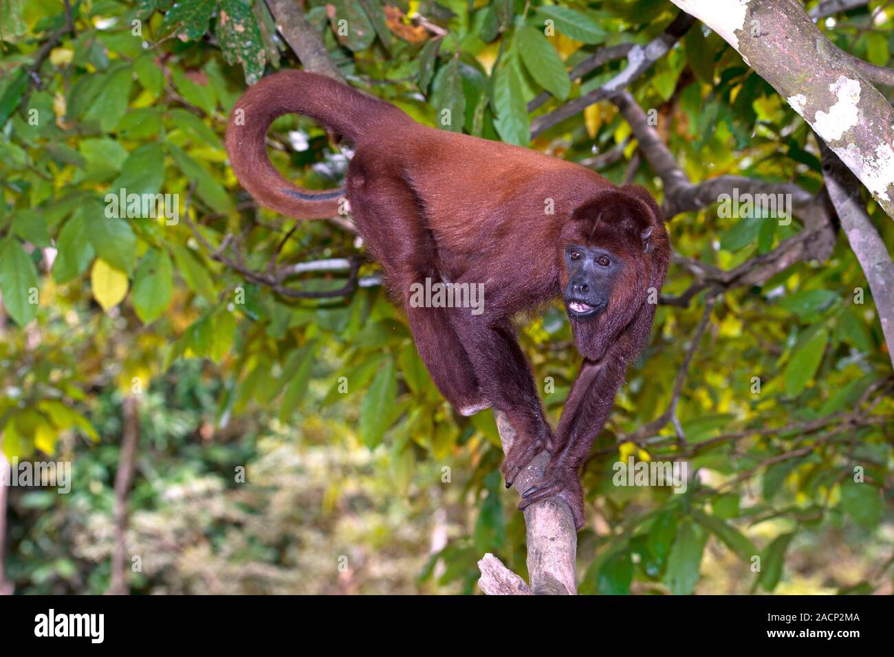 Purus red howler monkey in a tree. The purus red howler (Alouatta