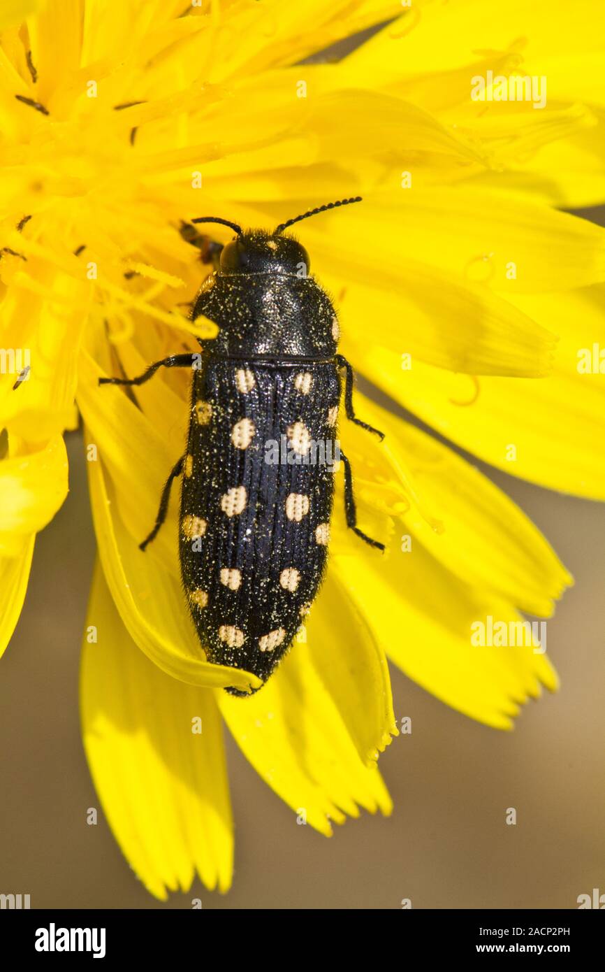 Beetle (Acmaeodera degener Stock Photo Alamy