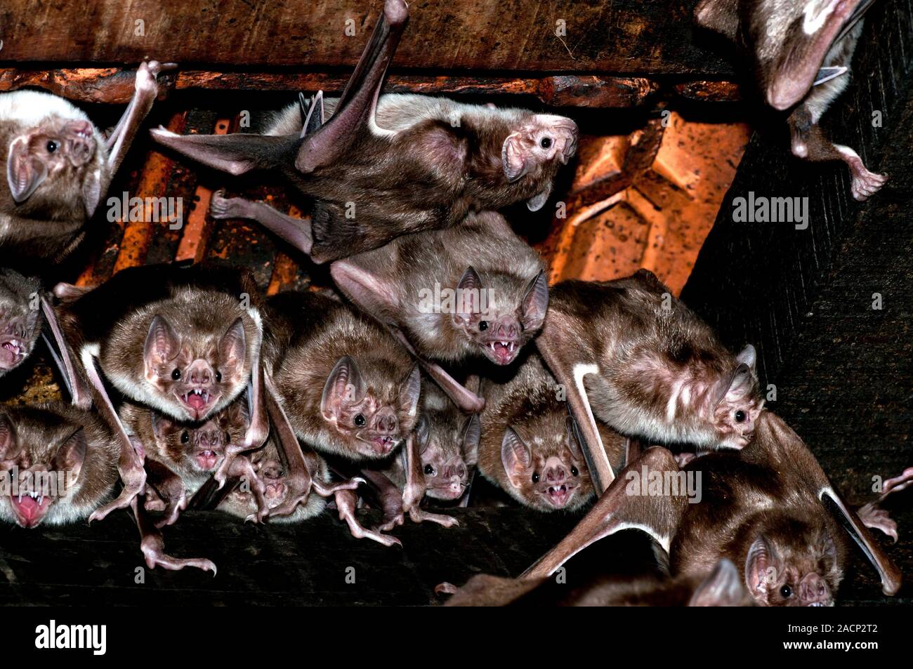 Common vampire bat (Desmodus rotundus) colony. These bats inhabit ...
