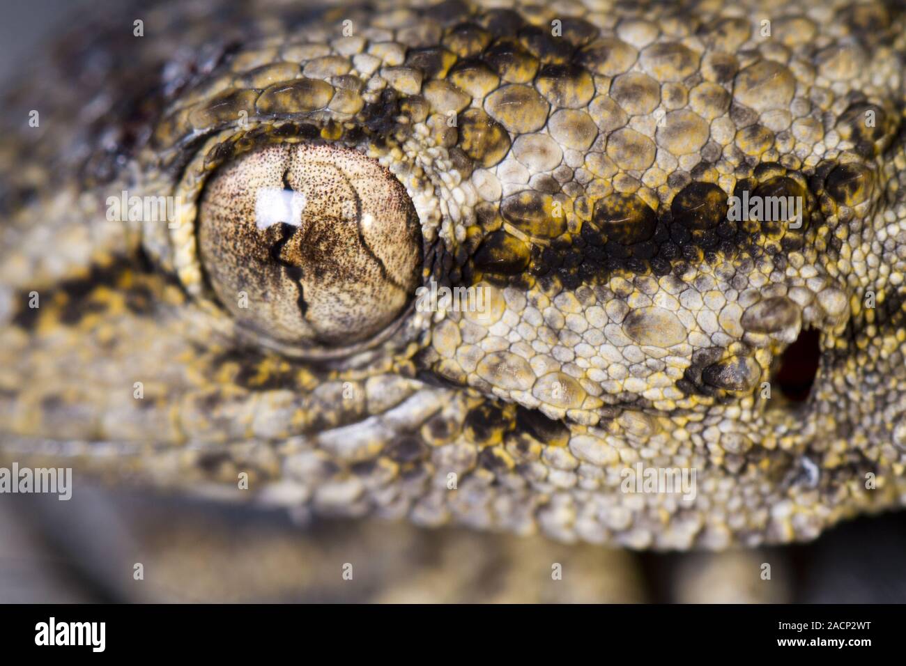 Moorish Gecko (Tarentola mauritanica Stock Photo - Alamy