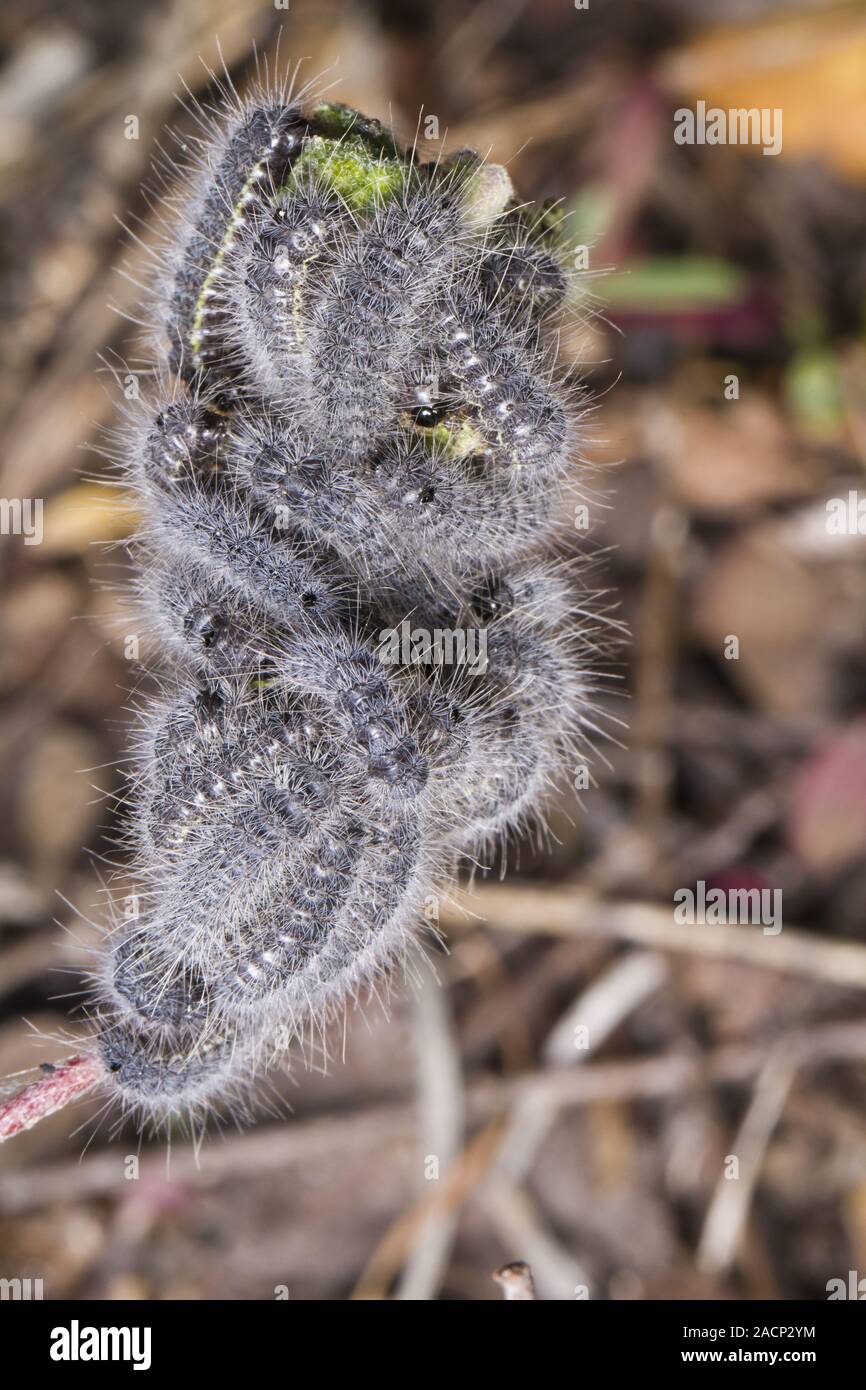 Euphydryas aurinia caterpillar Stock Photo