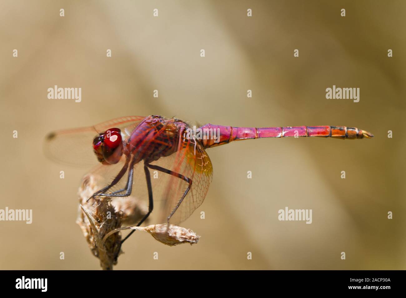 Violet Dropwing (Trithemis annulata) Stock Photo