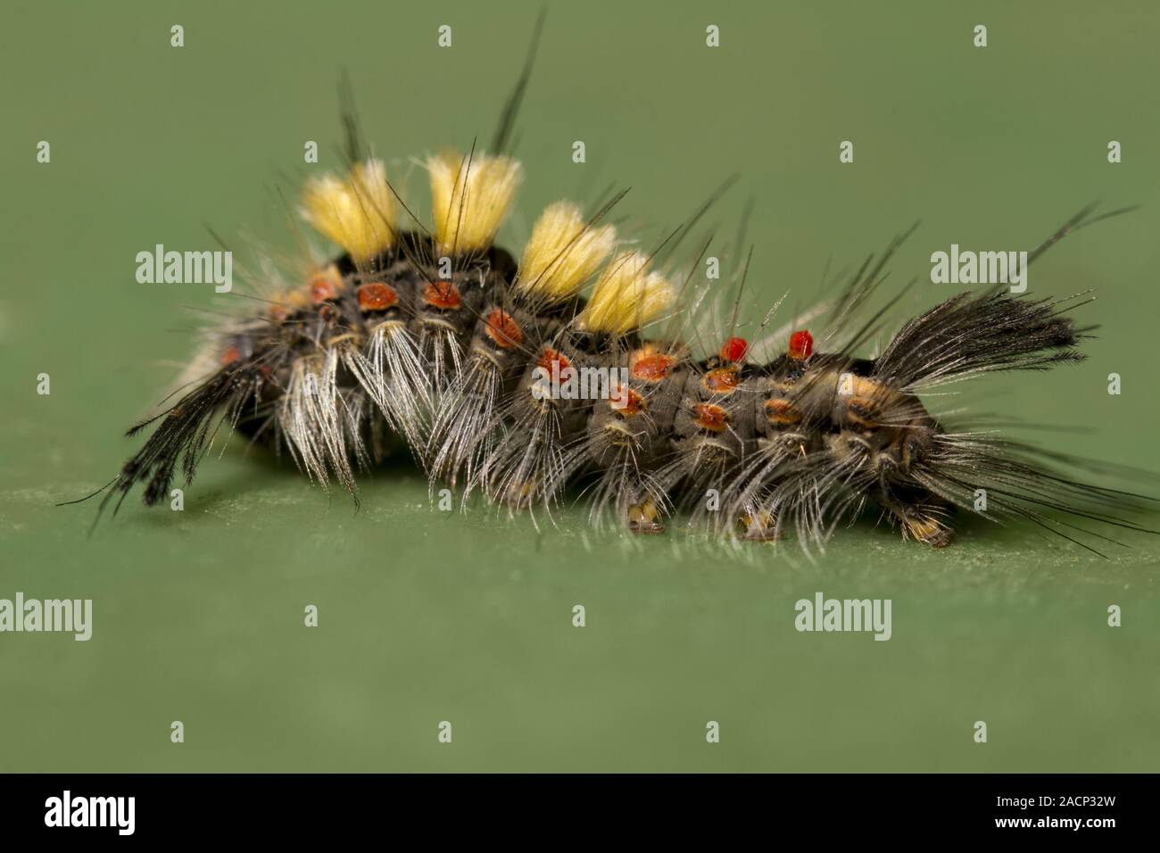 Rusty Tussock Moth caterpillar Stock Photo