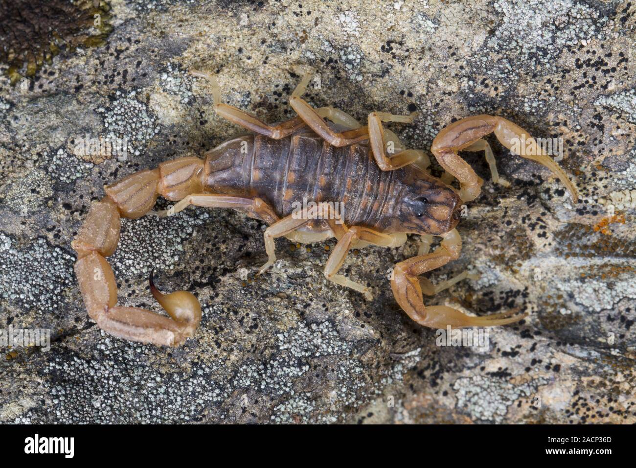 buthus scorpion (scorpio occitanus) Stock Photo