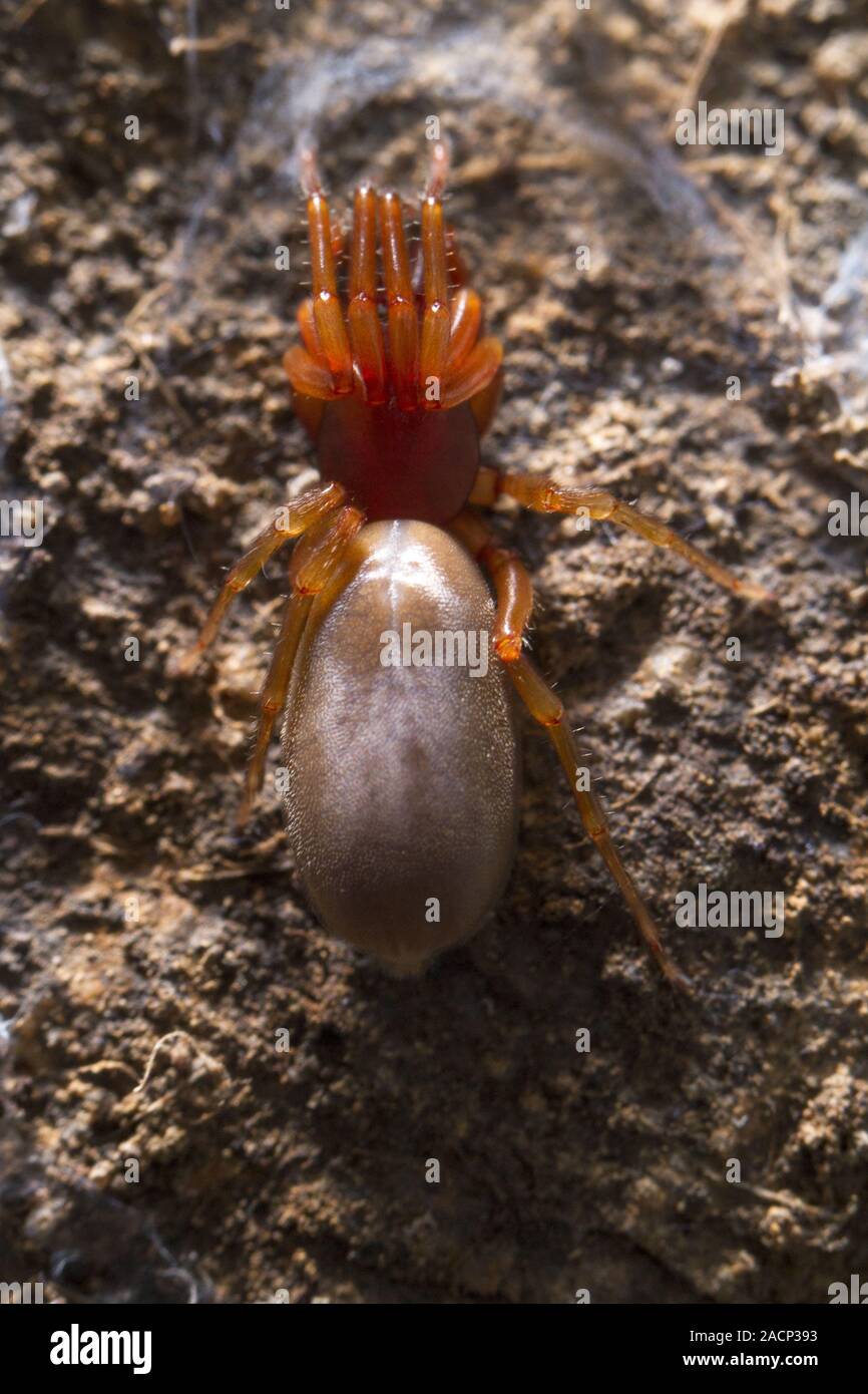 woodlouse spider (Dysdera crocata Stock Photo Alamy woodlouse spider (Dysdera crocata Stock Photo Alamy