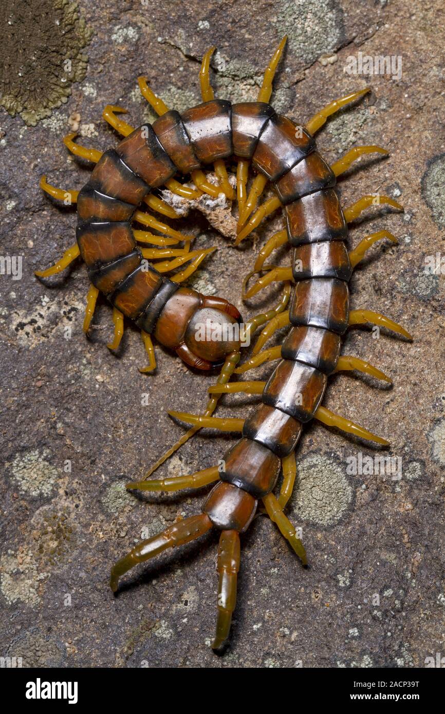 Megarian centipede (Scolopendra cingulata) Stock Photo