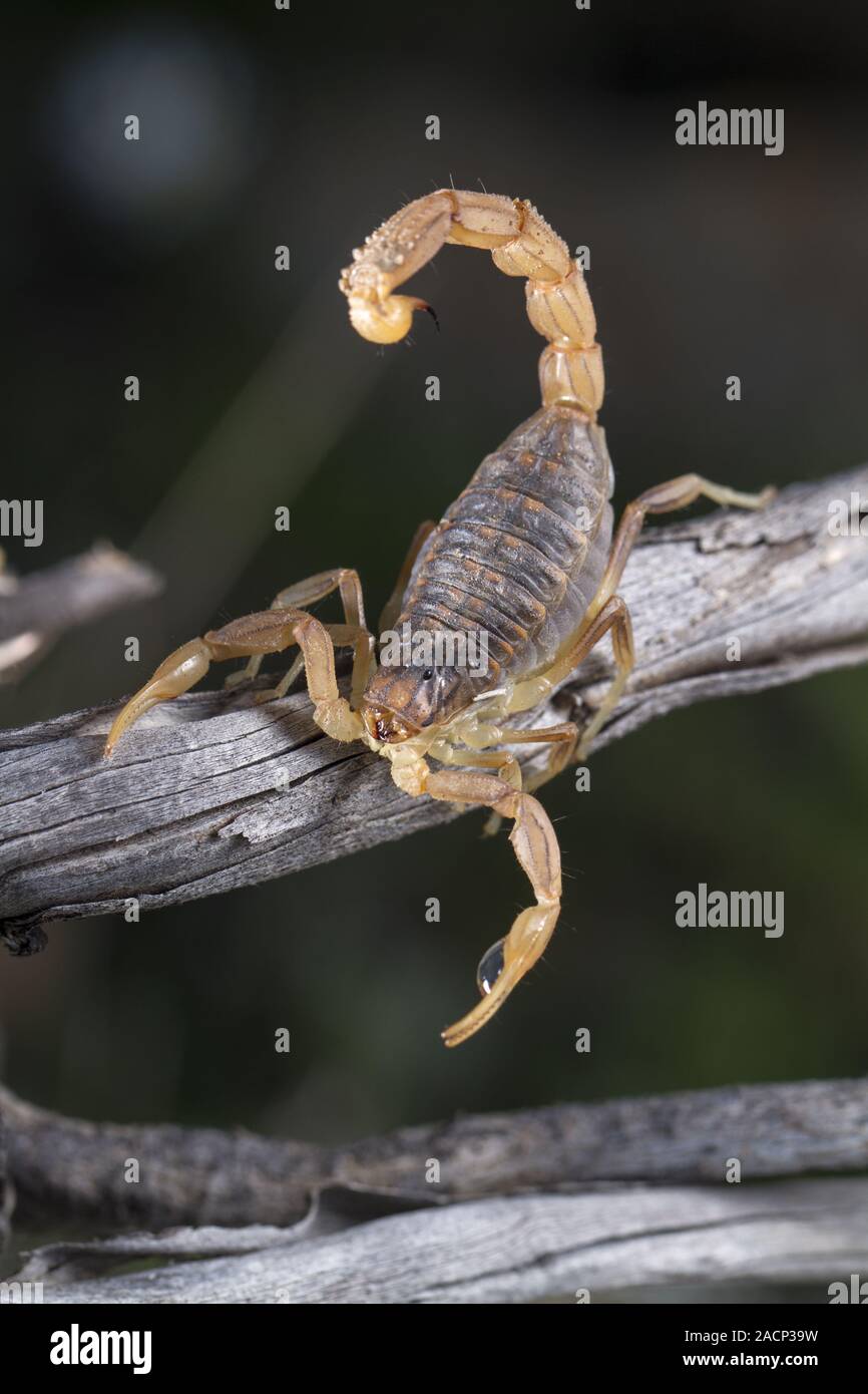 buthus scorpion (scorpio occitanus) Stock Photo