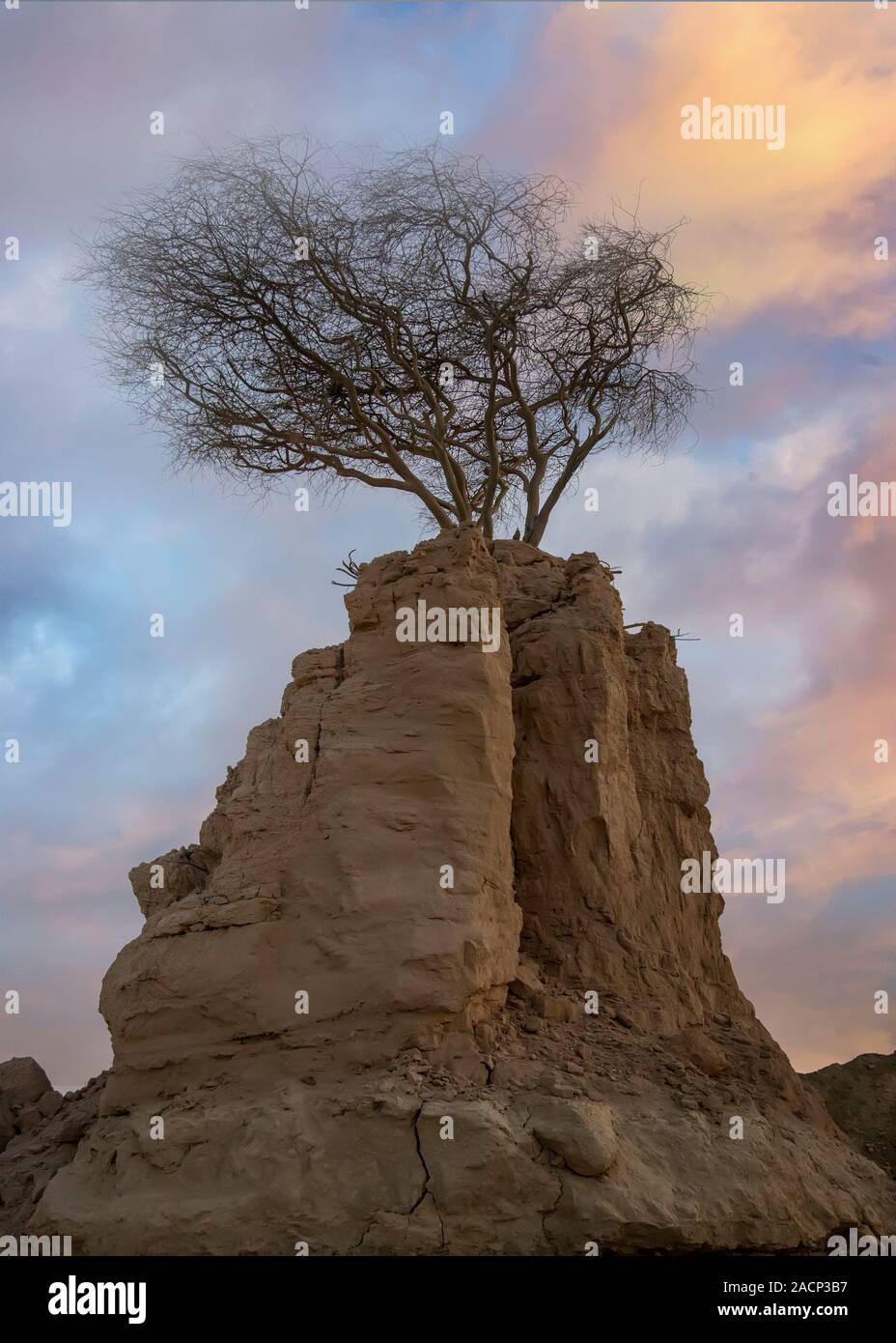 Sunset view of Lonely Tree on Rock Stock Photo - Alamy
