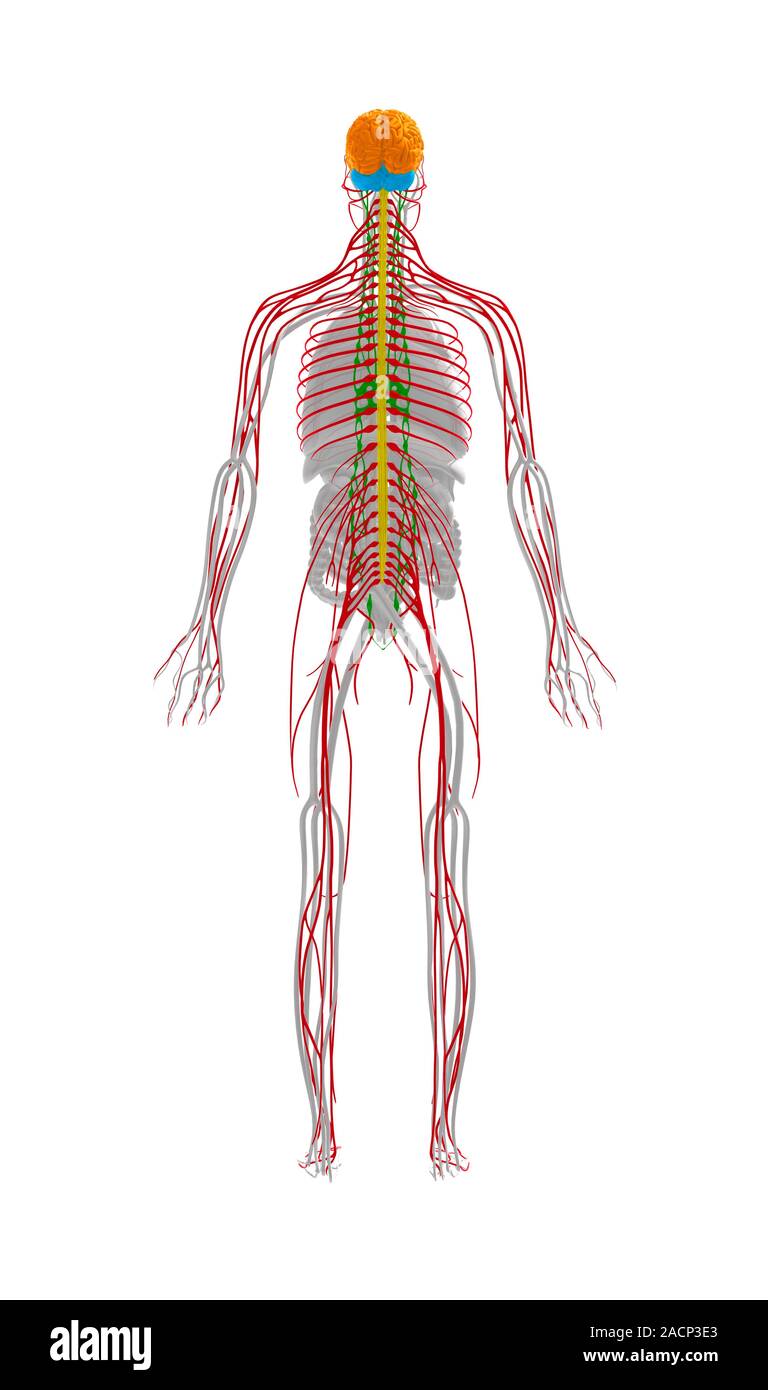 Human nervous system. Computer artwork of a rear view of the human ...