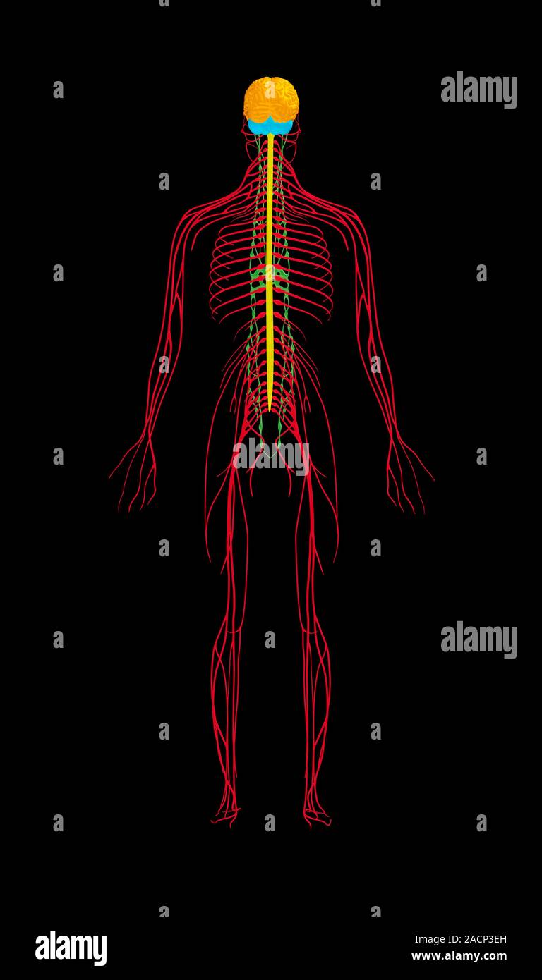 Human nervous system. Computer artwork of a rear view of the human ...