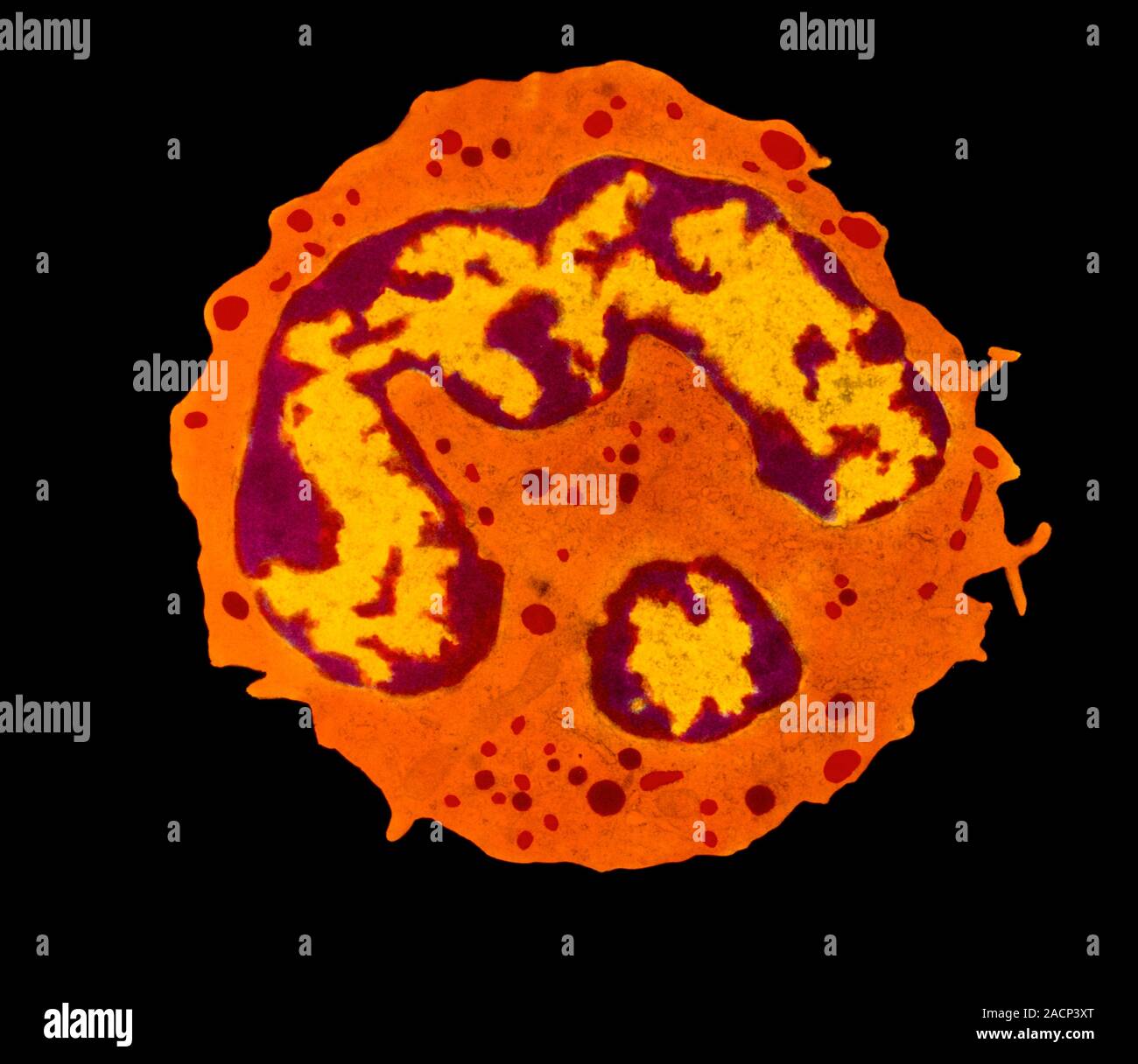Granulocyte white blood cell. Coloured transmission electron micrograph