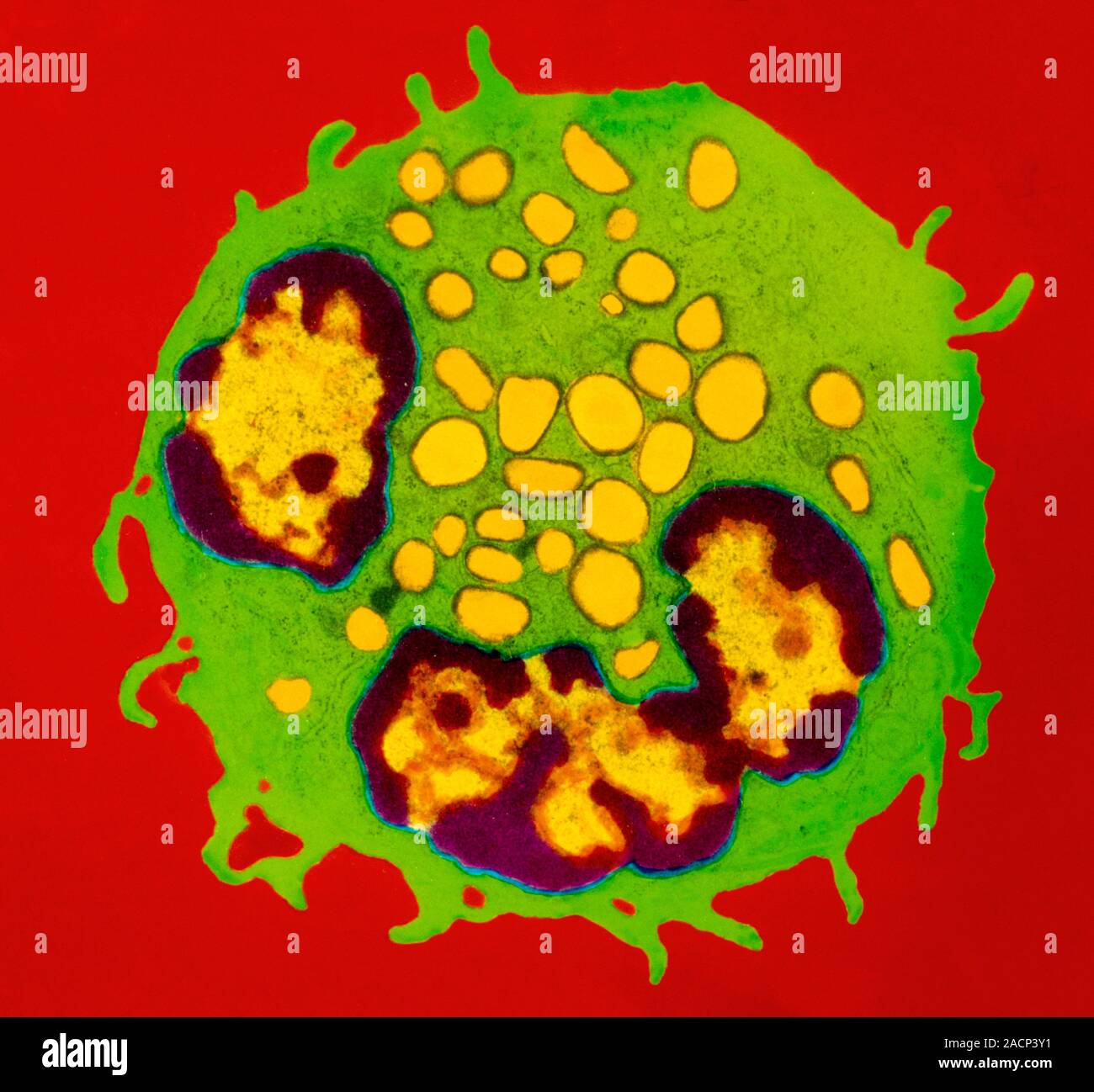 Granulocyte white blood cell. Coloured transmission electron micrograph
