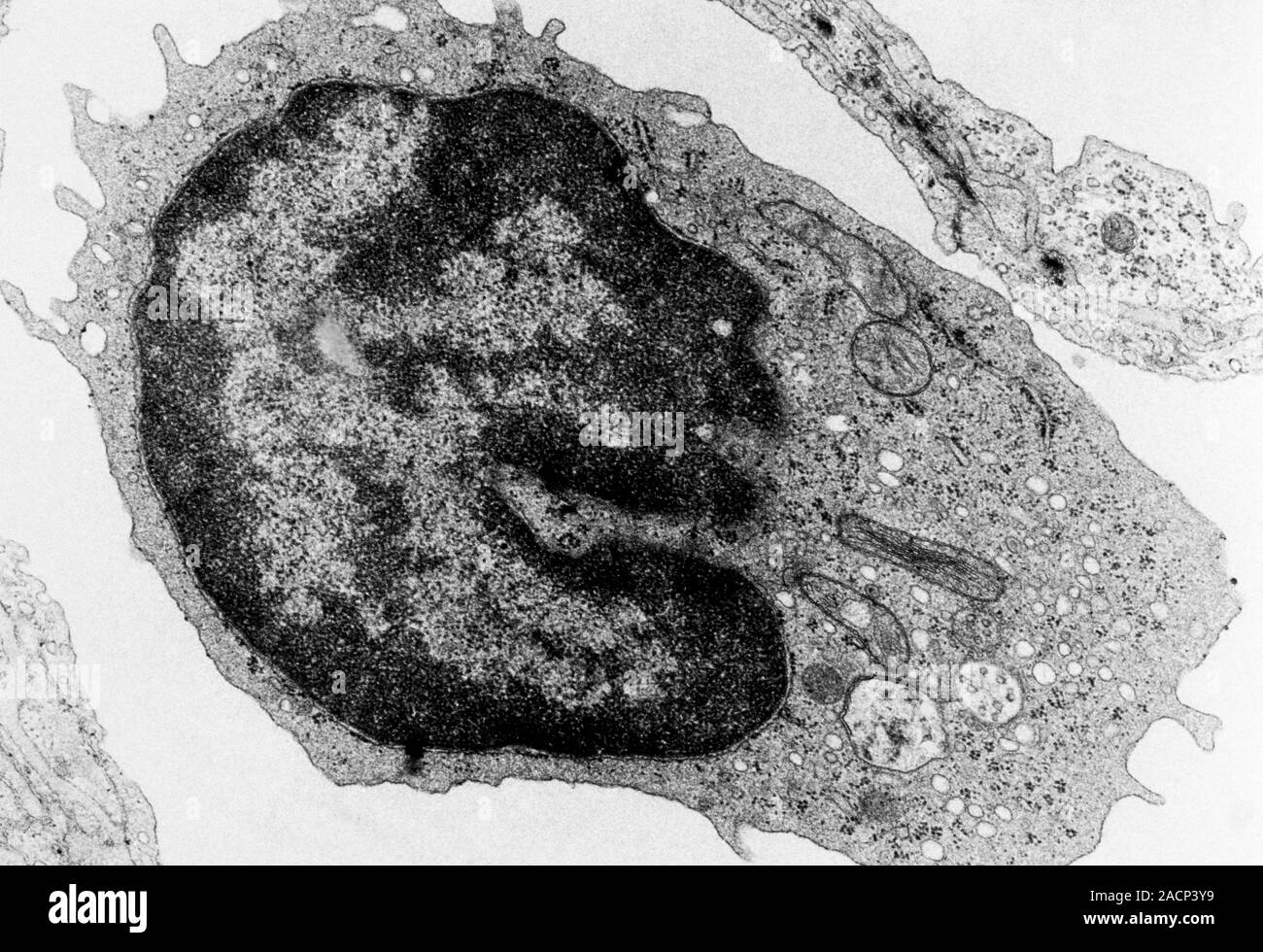 Monocyte Labels Parts Of A Monocyte