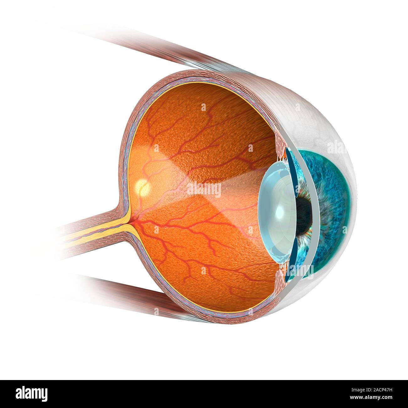 Real Eye Inside Eye anatomy. Computer artwork of a section through a human eye, showing ...