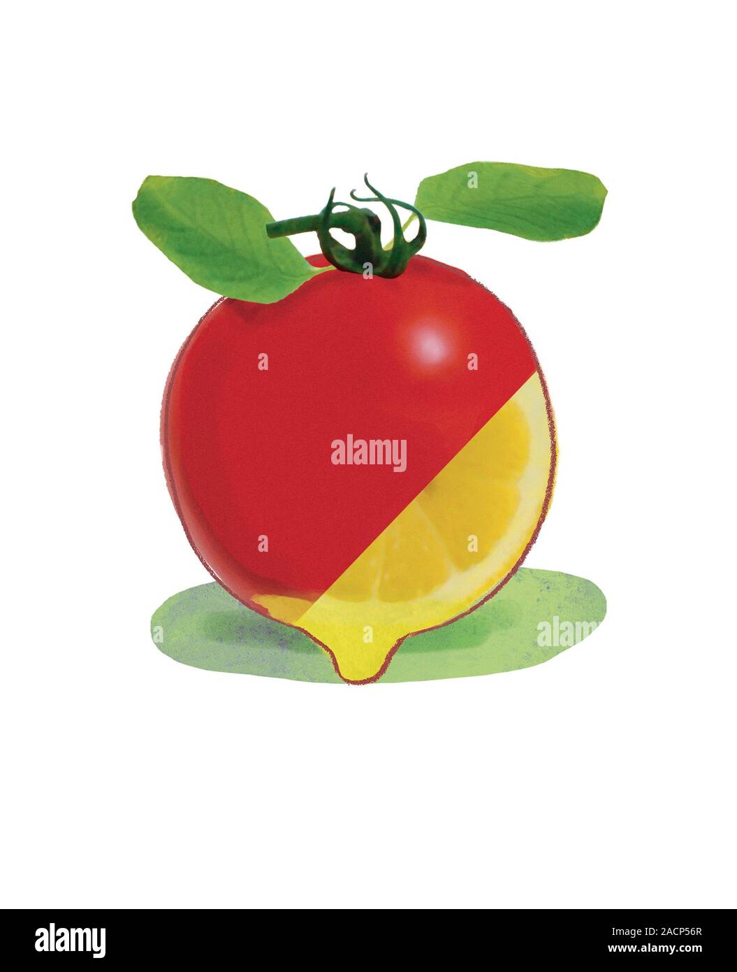 Genetically modified tomato. Conceptual artwork representing genetic modification, showing a lemon (yellow) partially depicted on a tomato. This repre Stock Photo