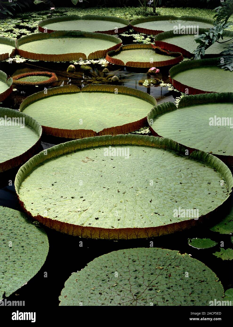 Giant Amazonian Waterlily (Victoria Amazonica) pads Stock Photo Alamy