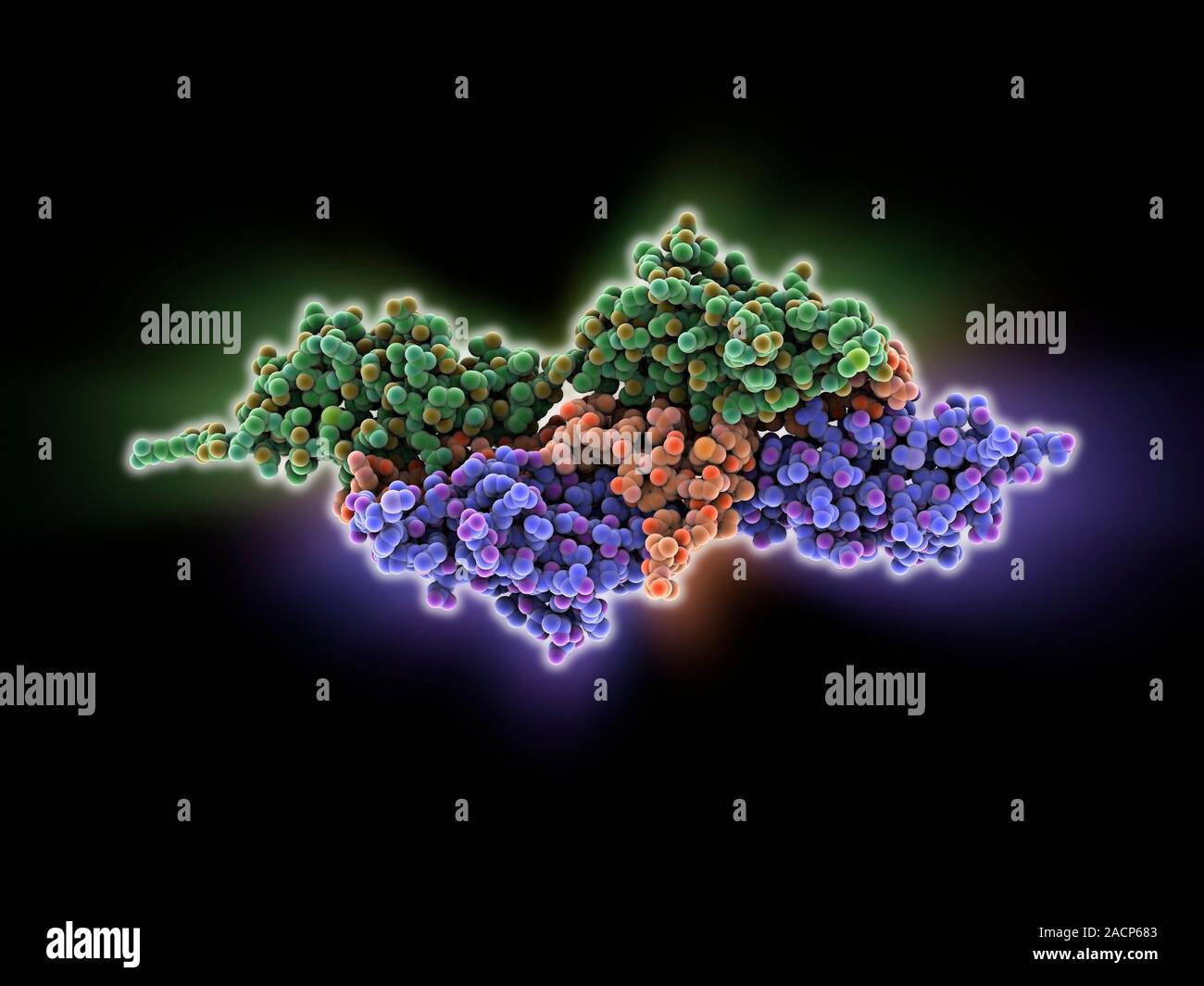 Titin-telethonin complex. Molecular model of the end of two titin ...