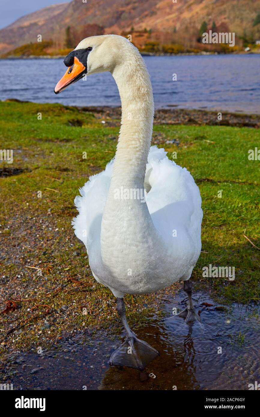 Mute swan (Cygnus olor) at Loch Etive, Scotland Stock Photo