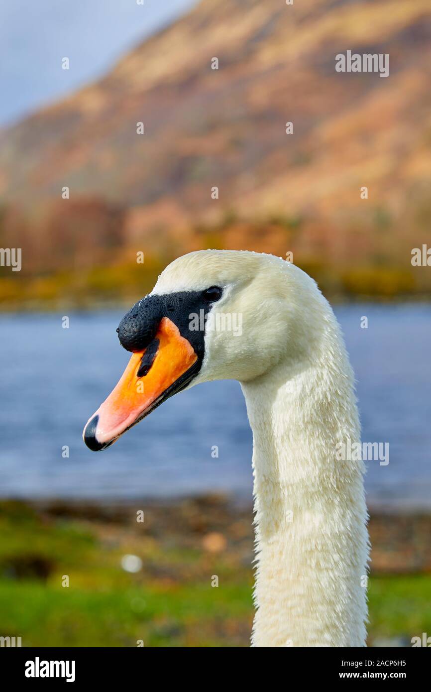 Head of a mute swan (Cygnus olor) at Loch Etive, Scotland Stock Photo