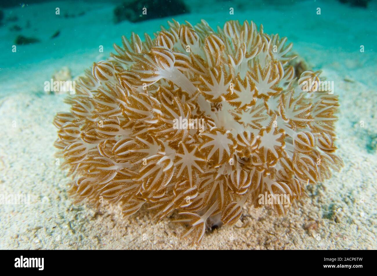 Soft Coral, Xenia cf. actuosa. An isolated colony using its arms to ...