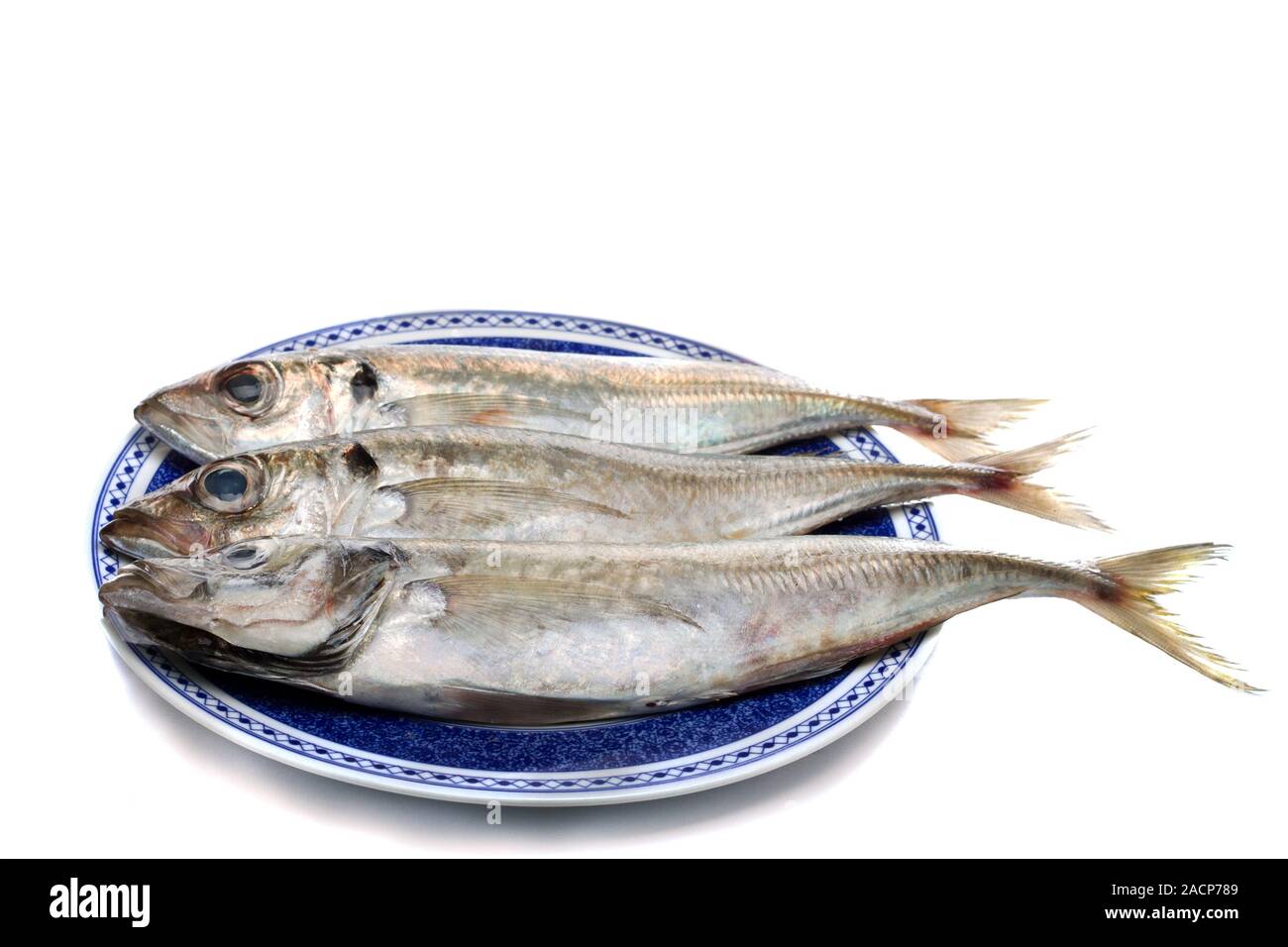 horse mackerel Stock Photo Alamy
