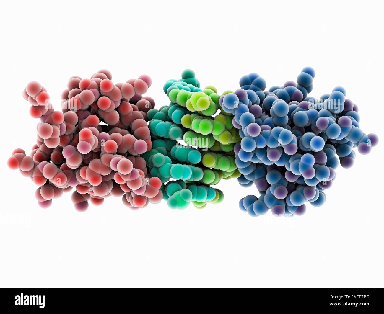 RNA-editing enzyme. Molecular model of a left-handed, RNA double helix ...