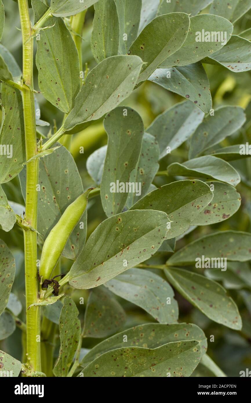 fava bean plant Stock Photo