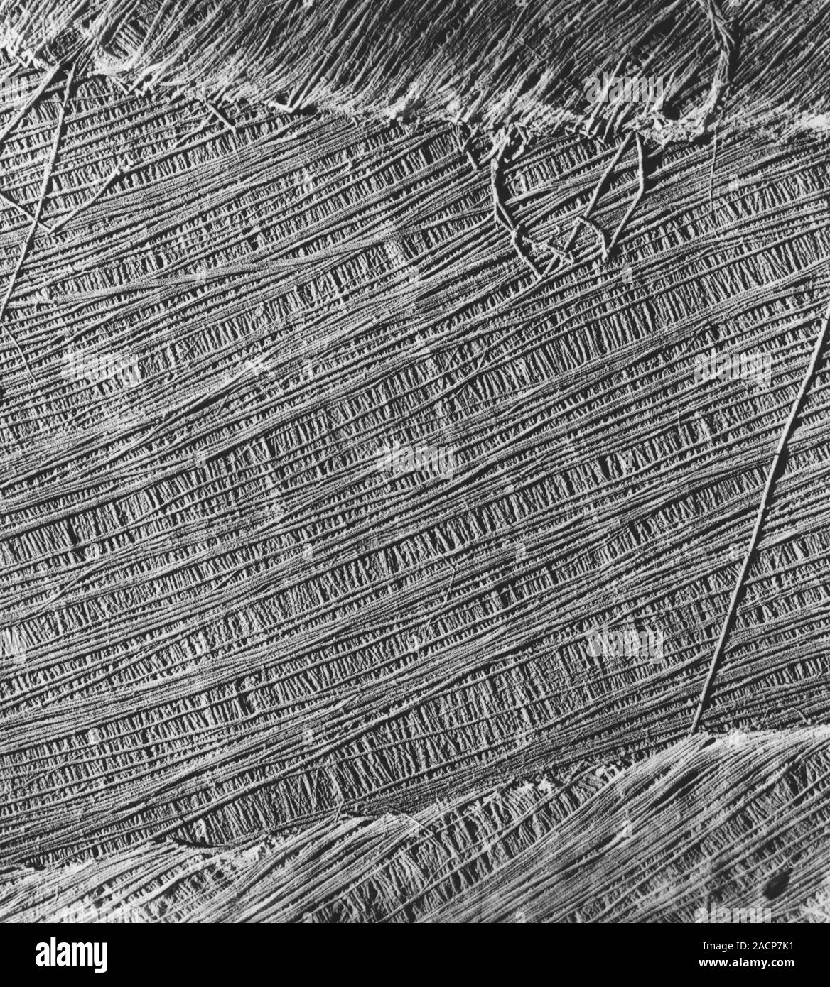 Algae cell wall. Coloured scanning electron micrograph (SEM) of cellulose microfibrils (strands