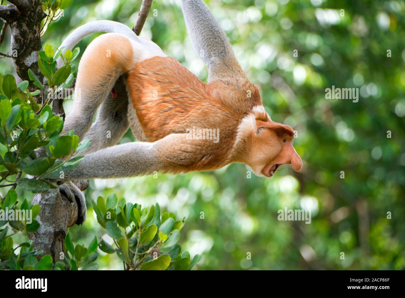 Male proboscis monkey (Nasalis larvatus), Borneo Stock Photo - Alamy