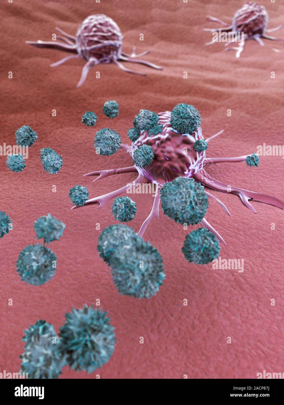 NK cells attacking cancer cells. Computer artwork of human Natural ...